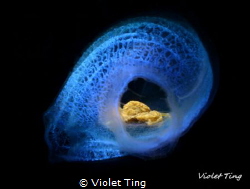 A golden crab is found in a tunicate. by Violet Ting 